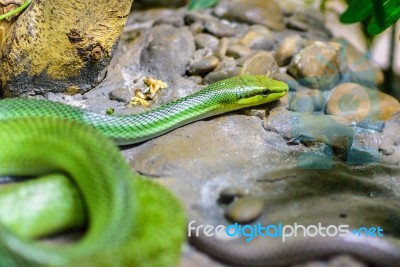 Red-tailed Green Ratsnake Stock Photo