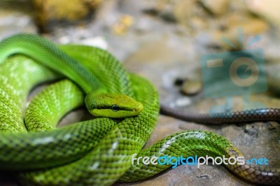 Red-tailed Green Ratsnake Stock Photo