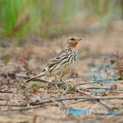 Red-throated Pipit Stock Photo