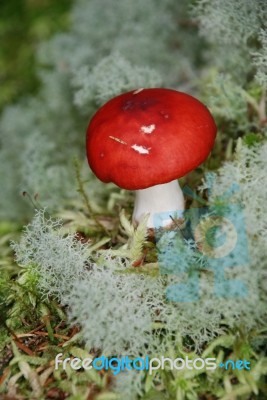 Red Toadstool Stock Photo