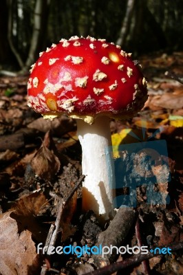 Red Toadstool Stock Photo