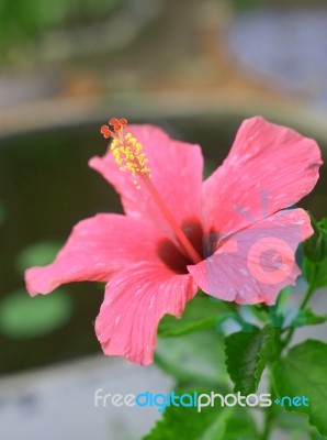 Red Tropical Hibiscus In Bloom Stock Photo