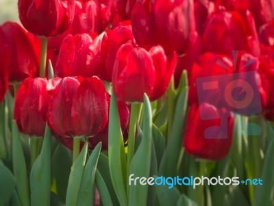 Red Tulip Stock Photo