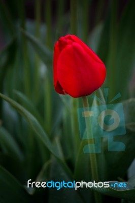 Red Tulip Stock Photo