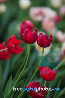 Red Tulip Stock Photo