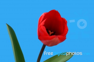 Red Tulip Stock Photo