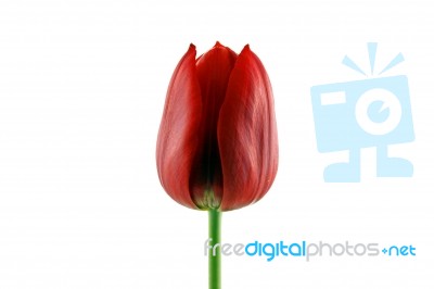 Red Tulip Stock Photo