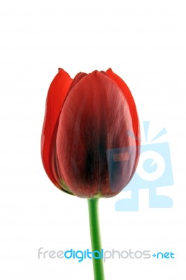 Red Tulip Stock Photo