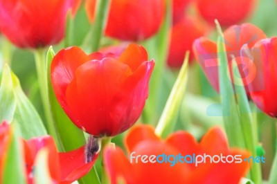 Red Tulip In Garden Stock Photo