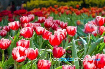 Red Tulips In The Park Stock Photo