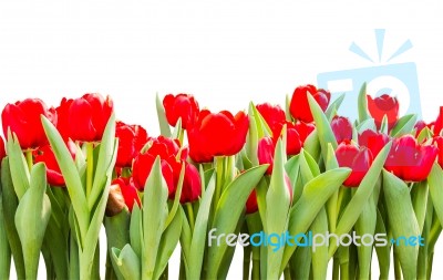 Red Tulips Isolated On White Background With Clipping Path Stock Photo