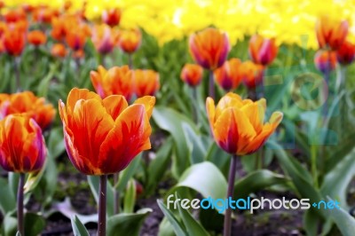 Red Tulips On The Flowerbed In The Park Stock Photo