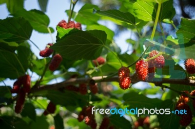 Red Unripe Mulberries On The Branch Stock Photo