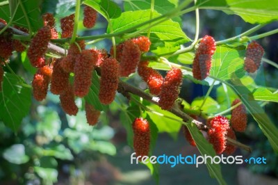 Red Unripe Mulberries On The Branch Stock Photo