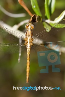 Red-veined Darter Stock Photo