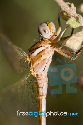 Red-veined Darter Stock Photo