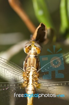 Red-veined Darter Stock Photo