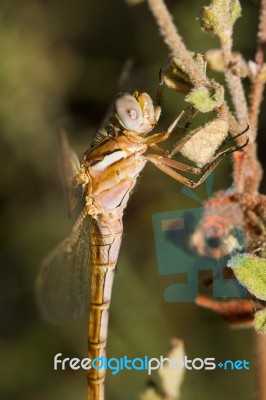 Red-veined Darter Stock Photo