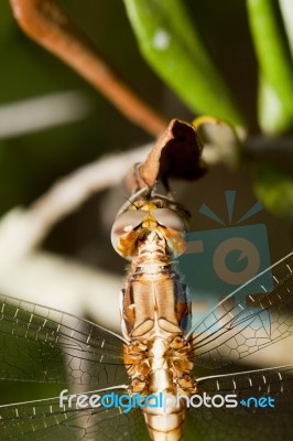 Red-veined Darter Stock Photo