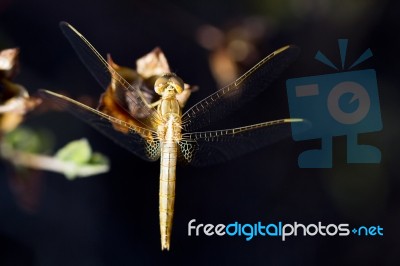 Red-veined Darter Stock Photo