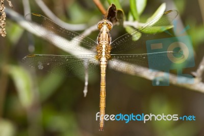 Red-veined Darter Stock Photo