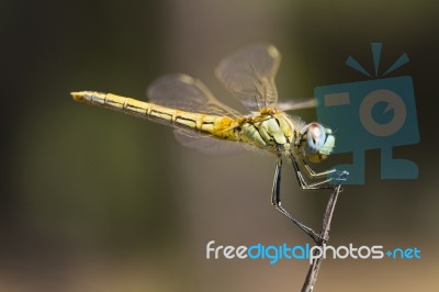 Red-veined Darter Dragonfly Stock Photo