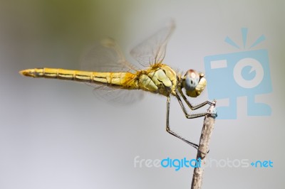 Red-veined Darter Dragonfly Stock Photo