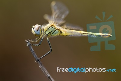 Red-veined Darter Dragonfly Stock Photo