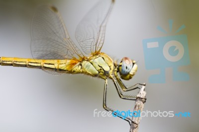 Red-veined Darter Dragonfly Stock Photo