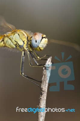 Red-veined Darter Dragonfly Stock Photo