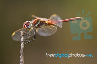 Red-veined Darter Dragonfly Stock Photo