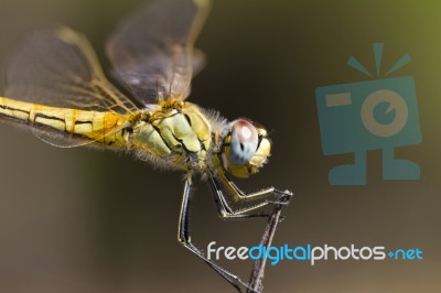 Red-veined Darter Dragonfly Stock Photo