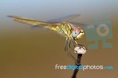 Red-veined Darter Female Stock Photo