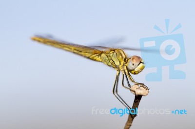 Red-veined Darter Female Stock Photo