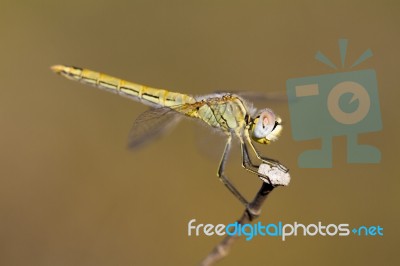 Red-veined Darter Female Stock Photo