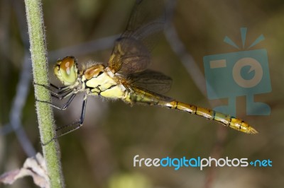 Red-veined Darter (sympetrum Fonscolombii) Stock Photo