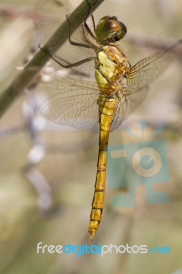 Red-veined Darter (sympetrum Fonscolombii) Stock Photo