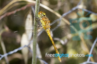 Red-veined Darter (sympetrum Fonscolombii) Stock Photo