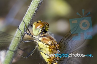 Red-veined Darter (sympetrum Fonscolombii) Stock Photo