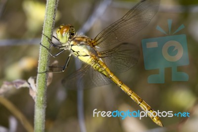 Red-veined Darter (sympetrum Fonscolombii) Stock Photo