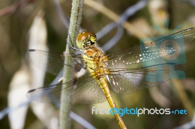 Red-veined Darter (sympetrum Fonscolombii) Stock Photo