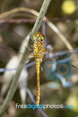 Red-veined Darter (sympetrum Fonscolombii) Stock Photo