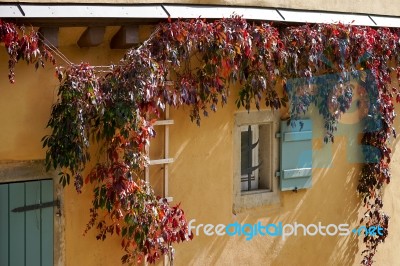 Red Vine Growing On A House In Rothenburg Stock Photo