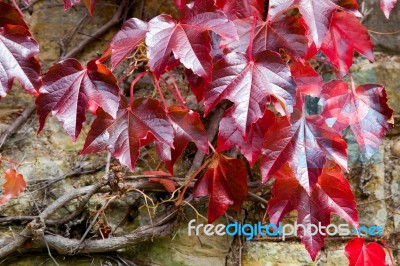 Red Vine Leaves Stock Photo