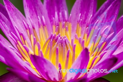 Red Water Lily With Yellow Pollen Close Up , Flower Background Stock Photo