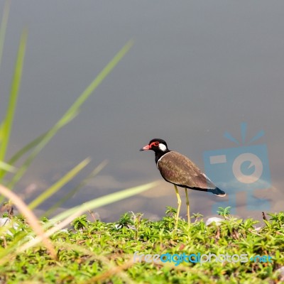 Red-wattled Lapwing Stock Photo