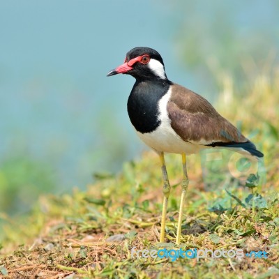 Red-wattled Lapwing Bird Stock Photo