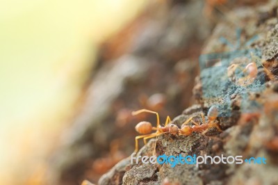 Red Weaver Ants Help Together Stock Photo