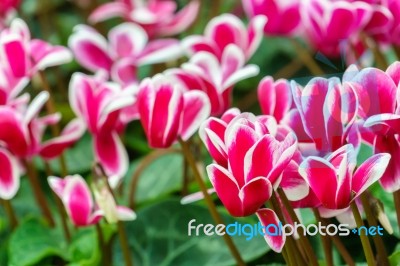 Red White Cyclamen Flower In Garden Stock Photo