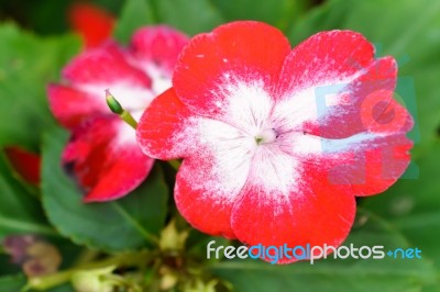 Red White Primula Flower In Garden Stock Photo